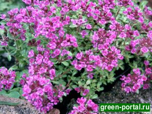 Тимьян ползучий (Thymus serpyllum)