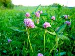 Клевер луговой (Trifolium pratense)