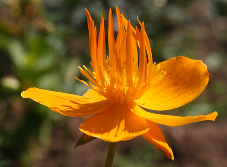Купальница китайская (Trollius chinensis)