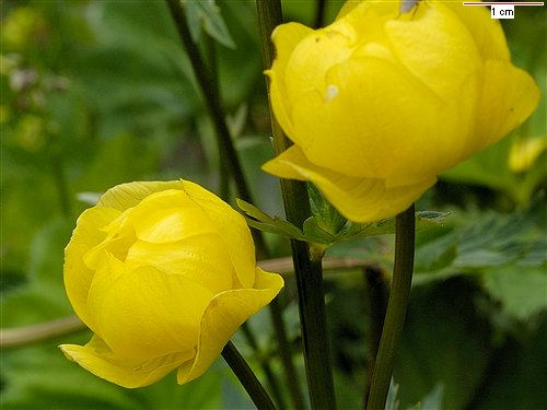 Купальница европейская (Trollius europaeus)