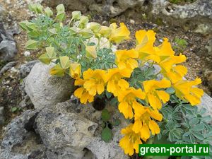 Настурция многолистная (Tropaeolum polyphyllum)