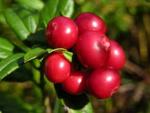 Брусника (Vaccinium vitis-idaea)