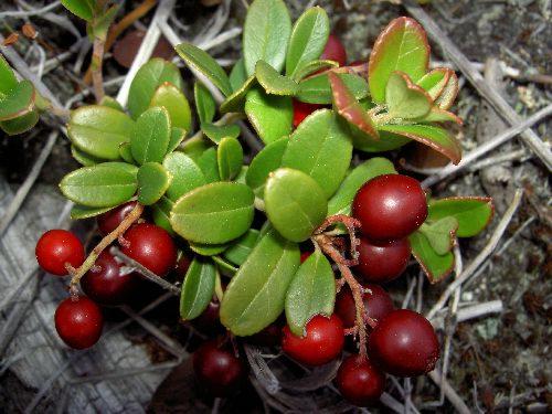 Брусника (Vaccinium vitis-idaea)