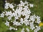 Валериана  (Valeriana)