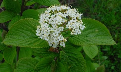 Калина цельнолистная, или гордовина (Viburnum lantana)