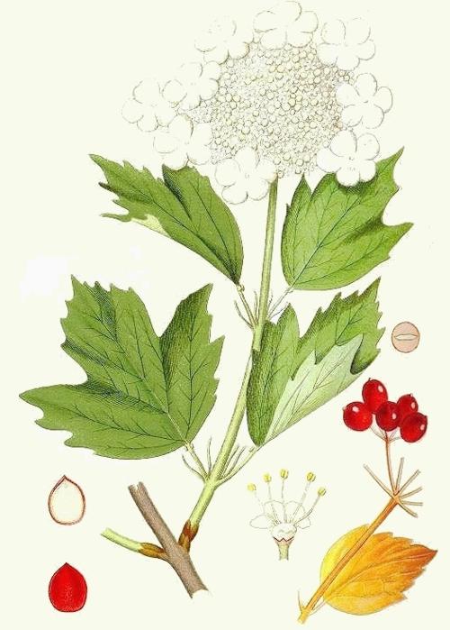 Калина обыкновенная, или красная (Viburnum opulus). Иллюстрация