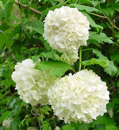 Калина бульденеж, или снежный шар (Viburnum opulus roseum)
