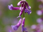 Горошек (Vicia)
