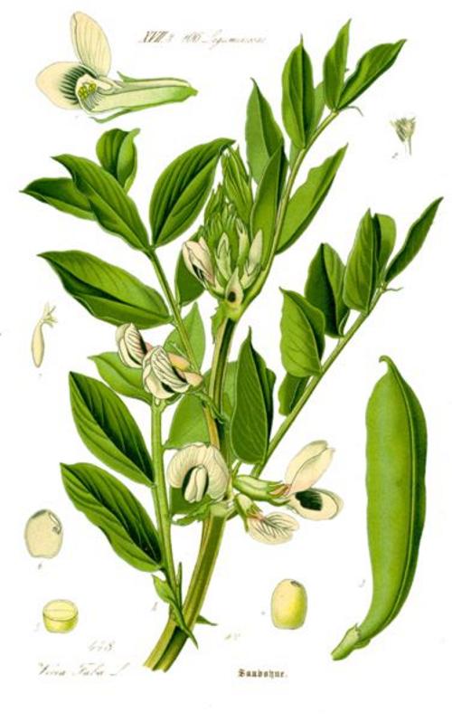 Горошек (Vicia). Иллюстрация