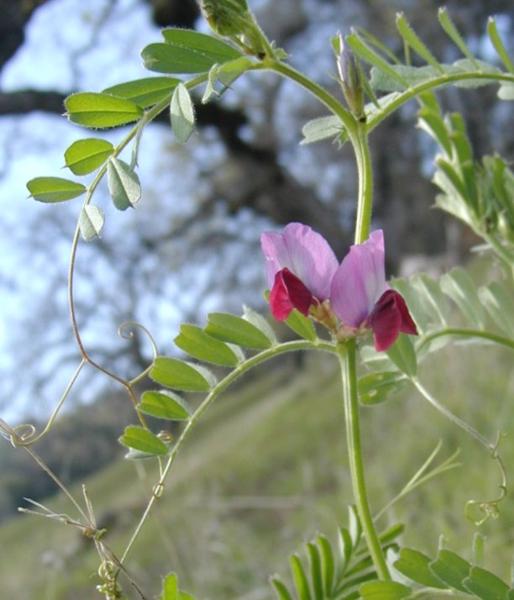 Горошек (Vicia)
