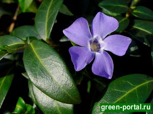 Барвинок малый (Vinca minor)