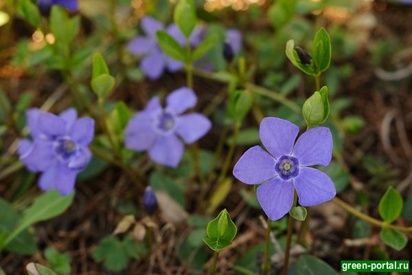 Барвинок малый (Vinca minor)