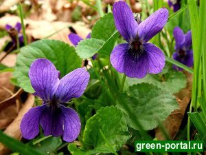 Фиалка душистая (Viola odorata)